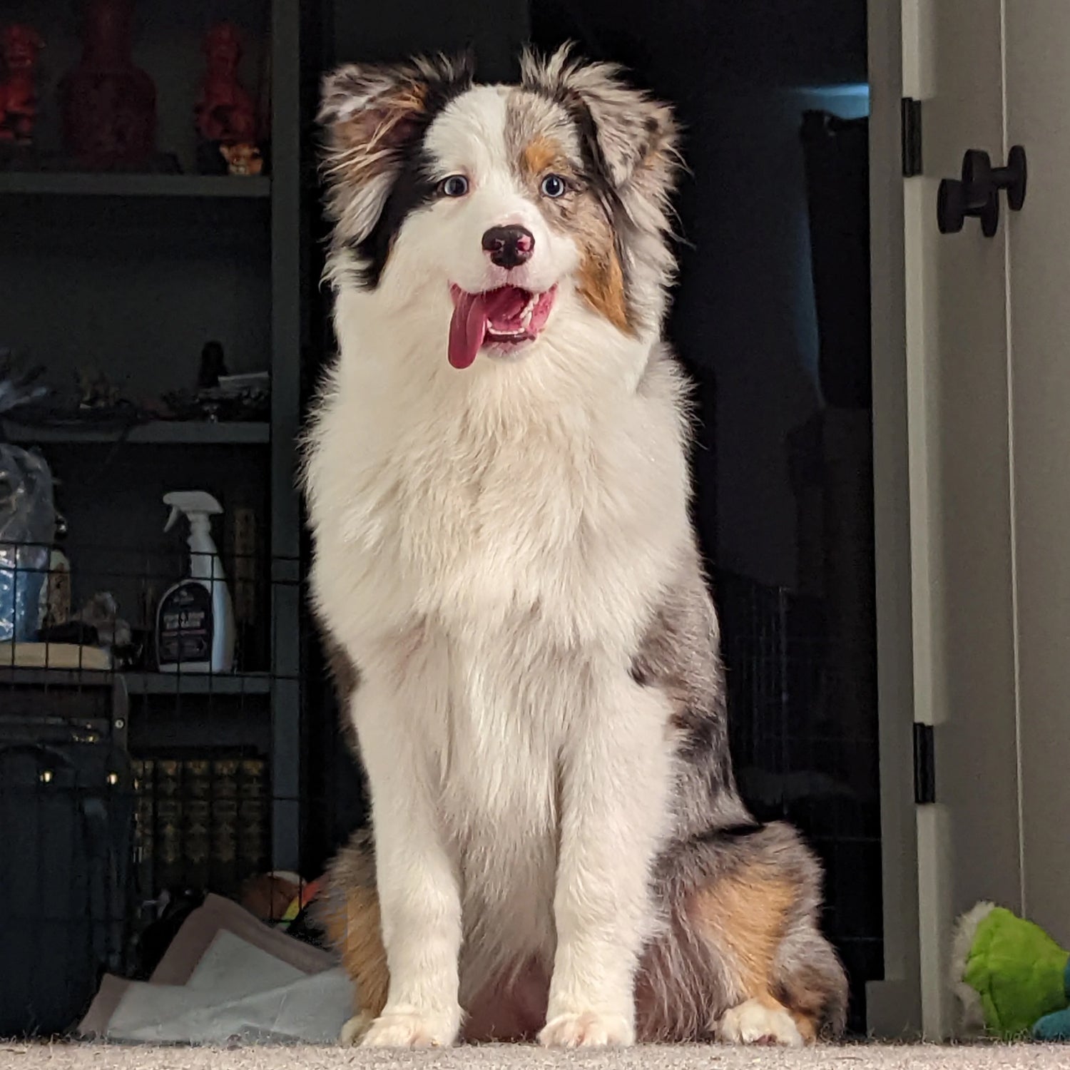 THE PET PORTRAIT LARGE LUNCHER
