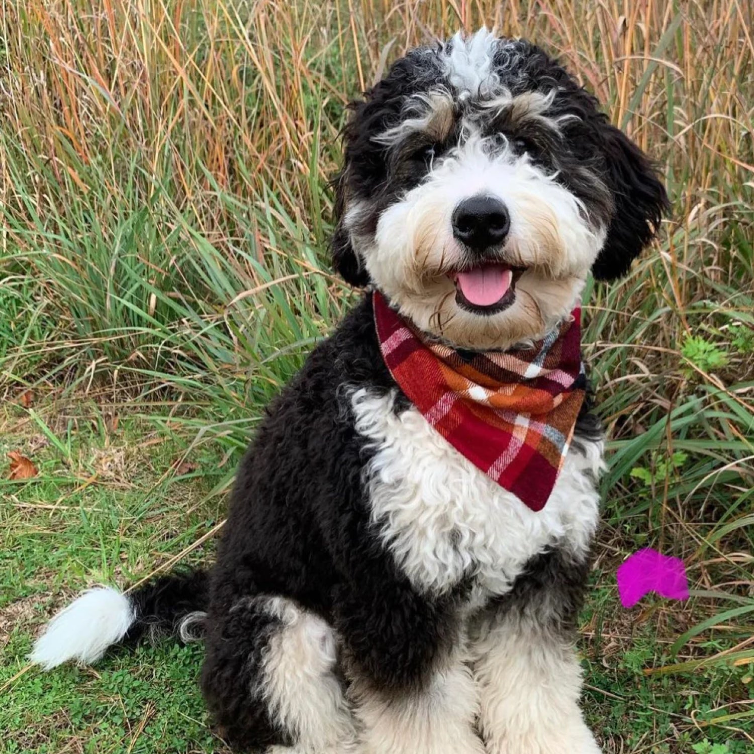THE PET PORTRAIT LUNCHER